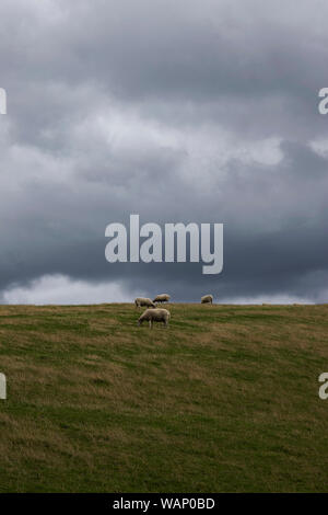 Ovini Ovis aries su un altopiano dello Yorkshire area con raccolta nubi avvicinando in background annunciando che minacciano meteo Foto Stock
