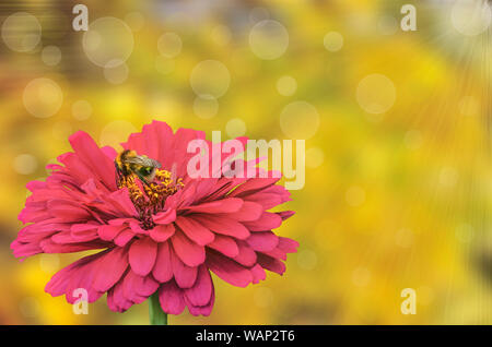 Ape su red zinnia fiore vicino sul bella e soleggiata estate sfocati floreali con sfondo bokeh e raggi solari in colori verde e giallo. Vuoto Foto Stock