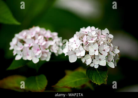 Due fiori di ortensie Foto Stock