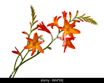 Unico stelo con picchi di fiori di fine estate montbretia fioritura, Crocosmia x crocosmiiflora, su sfondo bianco Foto Stock