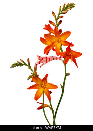 Unico stelo con picchi di fiori di fine estate montbretia fioritura, Crocosmia x crocosmiiflora, su sfondo bianco Foto Stock