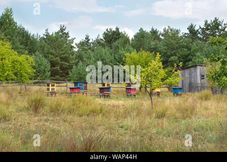 In legno colorato alveari in un prato in un giorno di estate. Polonia Foto Stock