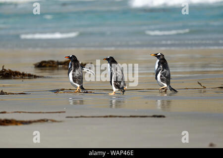 Drei Eselspinguine (Pygoscelis papua) laufen am Strand, Falkland Isole. Tre Pinguini camminare sulla spiaggia, Isole Falkland Foto Stock