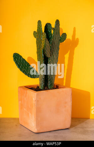 Impianto di Cactus in una pentola di creta isolato, sfondo giallo. Succulente o impianto di cactus. Foto Stock