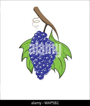 Mazzetto su un ramo, con uve foglie, Illustrazione Vettoriale