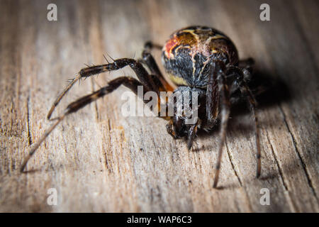 Un orb weaver spider su legno. Foto Stock