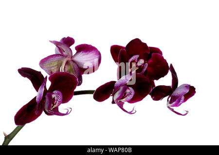 Purple Phalaenopsis fiori contro un puro sfondo bianco Foto Stock