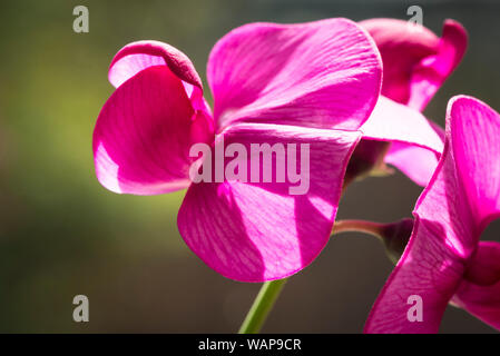 Close up petali e fiori di Everlasting pisello dolce, Red Pearl, un ardito perenne pianta di giardino. aka Lathyrus latifolius, Red Pearl. Regno Unito Foto Stock