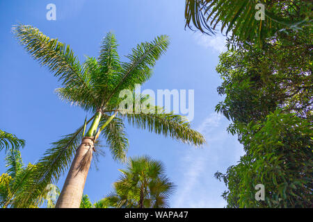 Guardando il palm tree con cielo blu e altri alberi come sfondo Foto Stock