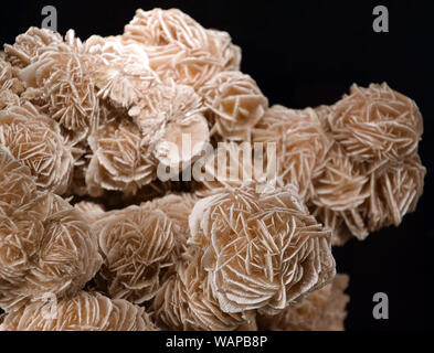 Desert Rose crystal close-up isolati su sfondo nero Foto Stock