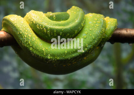 Green Tree Python Morelia Viridis pelle corpo poggiate sul ramo di albero di goccioline di acqua Foto Stock