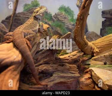 Panato centrale Dragon Pogona vitticeps Reptile Lizard in appoggio sul ramo di albero corpo pieno Foto Stock