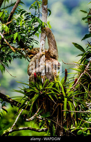 Marrone-throated sloth (Bradypus variegatus) ia il bradipo con i suoi giovani salendo su un albero immagine presa nella foresta pluviale di Panama Foto Stock