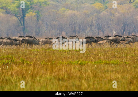 La GNU/Wildebeest di Cookson (Connochaetes gnou cooksonni) (Connochaetes gnou) che gira nelle pianure di Busanga. Parco nazionale di Kafue. Zambia Foto Stock