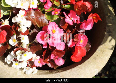 Piuttosto begonie su un patio in un giardino inglese, REGNO UNITO Foto Stock