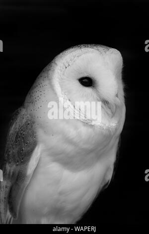 Foto in bianco e nero di un barbagianni (Tyto alba) con uno sfondo nero Foto Stock