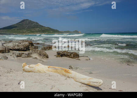 Capo di Buona Speranza, Cape Town, Sud Africa - 4 Novembre 2017: una grande balena a filamento di osso sulla spiaggia con onde in background in una giornata di sole Foto Stock