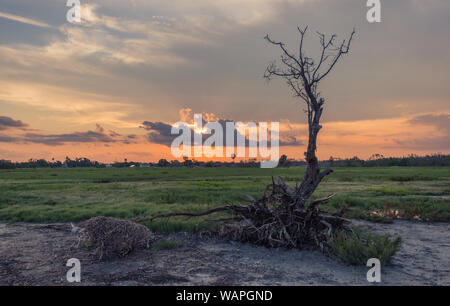 Flamingo Visitor Center, Everglades National Park, Florida, Stati Uniti d'America - 14 Luglio 2018: il tramonto in Everglades National Park in Florida con sagome di tre Foto Stock