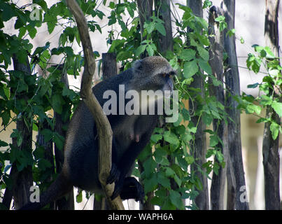 Adulto Vervet monkey sul ramo Foto Stock