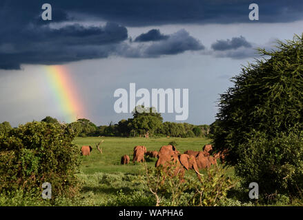 Paesaggio dopo la tempesta sulla savana africana elefanti rosso sotto rainbow, grandi nuvole temporalesche Foto Stock