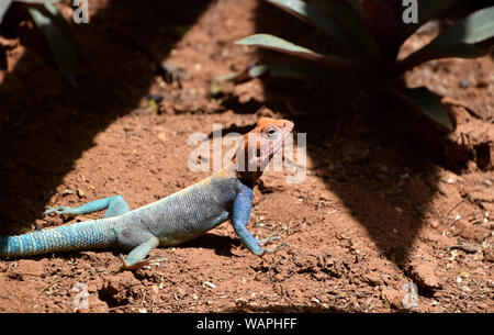 Blu-arancio maschio lucertola AGAMA SA Foto Stock