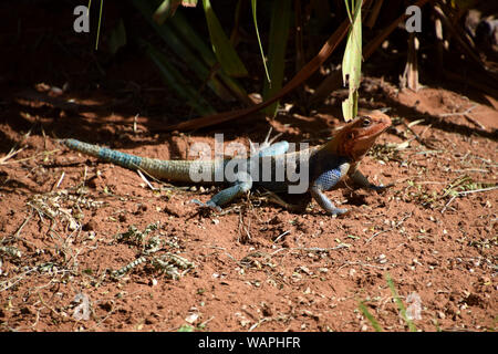 Blu-arancio maschio lucertola AGAMA SA Foto Stock