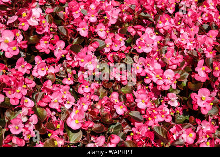 Cera rosa begonia, sfondo con molti fiori Foto Stock