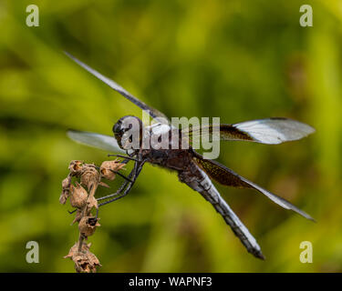 Vedova maschio Skimmer Dragonfly seduto su un impianto in una selvaggia prateria di natura area di conservazione Foto Stock