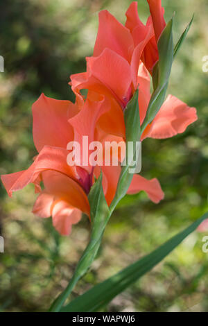 Orange gladiolus in giardino, vicino fino Foto Stock
