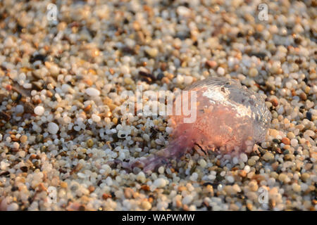 Medusa che giace morto sulla sabbia, trascinato dalle onde Foto Stock