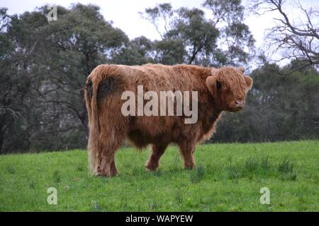 Highland bull bestiame in un prato verde paddock su una collina con alberi di gomma in background Foto Stock