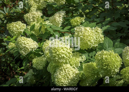 Giallo-verde di orecchie di Hydrangea paniculata 'Limelight' fioritura in RHS Garden, Wisley, Surrey, Inghilterra sudorientale in estate Foto Stock