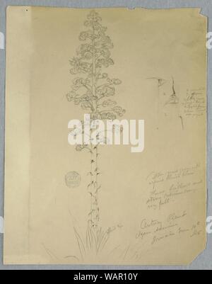 Disegno, secolo impianto, Agave Americana, Giamaica, 14 giugno 1865 Foto Stock