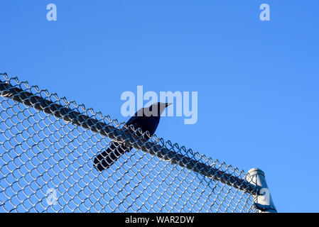 Crow appollaiato sulla cima di metallo catena collegamento recinto contro il cielo blu e chiaro in British Columbia, Canada. Foto Stock