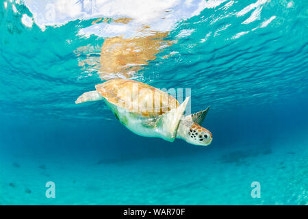 Tartaruga di mare nuotando vicino suface con la riflessione Foto Stock