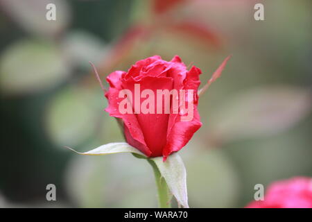 Close-up di rosa 'Medal d' Onore - rosso vibrante bocciolo di rosa Foto Stock