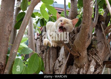 Viso molto divertente di crema tabby su un albero morde il ramo ,Cat strabismo Foto Stock