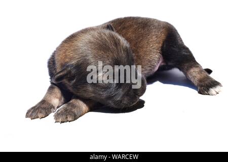 Cane neonato isolato su sfondo bianco, marrone scuro cucciolo, Baby pet Foto Stock