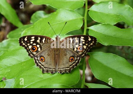 Il modello simile a gli occhi sulle ali di limone Pansy Butterfly , Junonia lemonias, insetto sulla foglia naturale con sfondo verde ,Thailandia Foto Stock