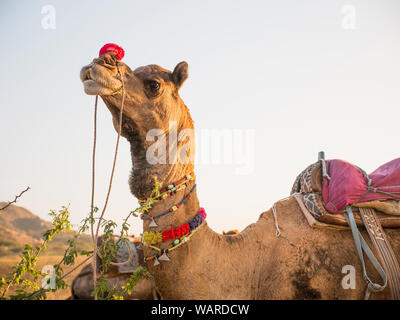 Il cammello nel deserto, Pushkar, Rajasthan, India, Asia Foto Stock