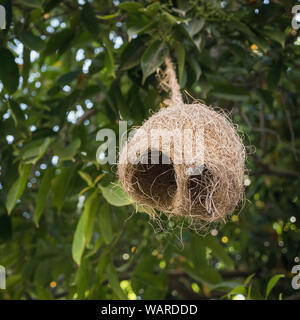 Appendere Baya weaver bird nest, Pushkar, Rajasthan, India, Asia Foto Stock