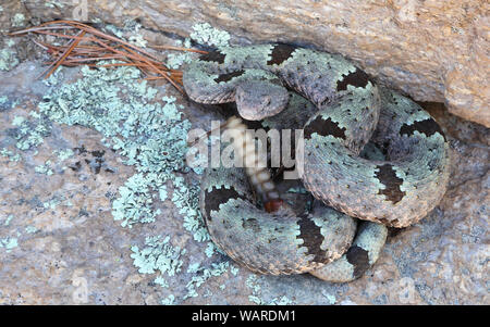 Green Rock Rattlesnake o Banded Rock Rattlesnake (Crotalus lepidus klauberi), Chiricahua National Monument, Arizona Foto Stock