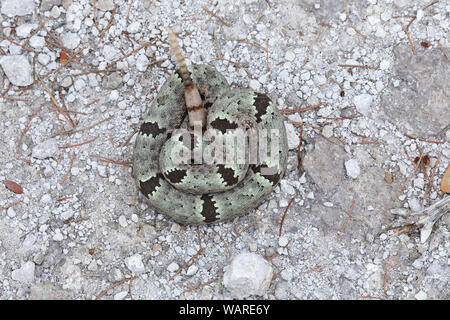 Green Rock Rattlesnake o Banded Rock Rattlesnake (Crotalus lepidus klauberi), Echo Canyon, Chiricahua National Monument, Arizona Foto Stock