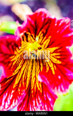 Immagine ravvicinata di un rosa e giallo Lilly. Foto Stock