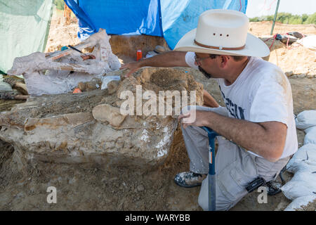 Il dottor Ronald S. Tykoski, un fossile preparatore a Perot Museo di Scienza e Natura a Dallas, in Texas, conduce uno scavo archeologico sul sito della scoperta di un colombiano di mammoth vicino a Italia, Texas Foto Stock