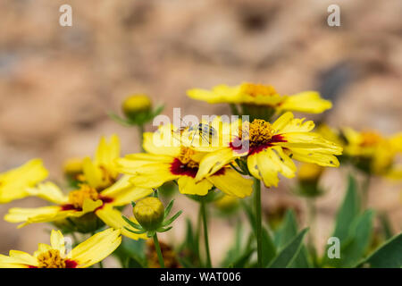 Un cetriolo beetle, Diabrotica undecimpunctata, mangia su giallo Coreopsis grandiflora fiori in Kansas, Stati Uniti d'America. Foto Stock