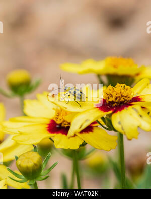 Un cetriolo beetle, Diabrotica undecimpunctata, mangia su giallo Coreopsis grandiflora fiori in Kansas, Stati Uniti d'America. Foto Stock