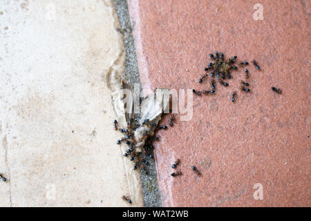 Bugs life (formiche) Foto Stock