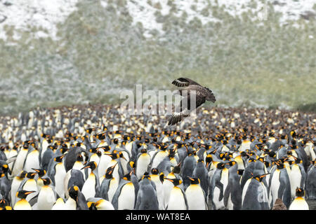 Pattuglie Skua re una colonia di pinguini, Salisbury Plain, Georgia del Sud Antartide Foto Stock