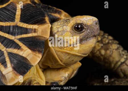 Stella birmano tartaruga (Geochelone platynota) Foto Stock